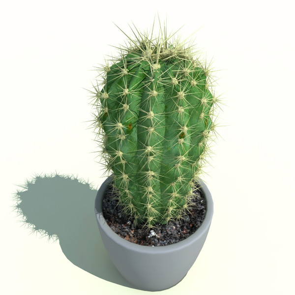 https://filosofiadevidacam.files.wordpress.com/2015/02/cactus.jpg
